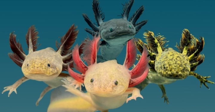 what is an axolotls diet